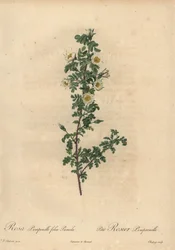 Hvit brentrose, Rosa pimpinellifolia Pumila.