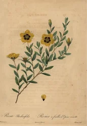 Gul rose, Rosa berberifolia.