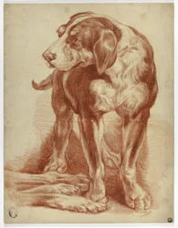 Hund som står