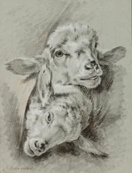 Studie av to sauer, 1768 (kritt og vask på papir)