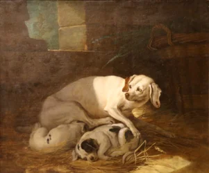 Hund ammer valpene sine.