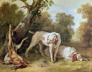 Hund og hare