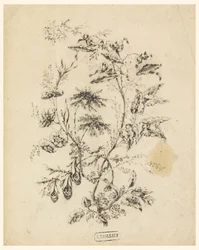 Tegning, Gren av et fantastisk tre, 1775–1800