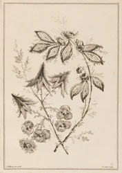 Blomstergren