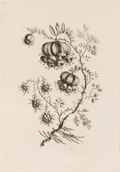 Blomstergren, fra "Fleures Persannes"