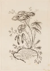 Tittelside, fra "Persiske blomster"