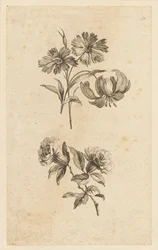 To blomsterkvister