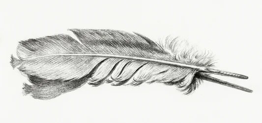 Fjær