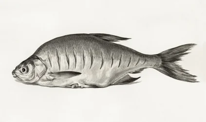 Fish (1775–1833)