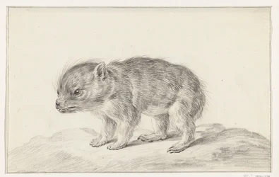 Ung bjørn (?)