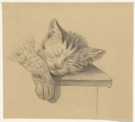 Hode og pote til en sovende katt