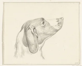 Hodet til en hund, til høyre