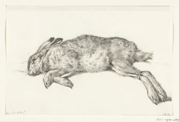 Liggende død hare