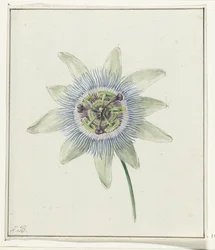Pasjonsblomst