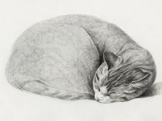 «Katt som ligger sammenrullet og sover» av Jean Bernard (1775–1883)