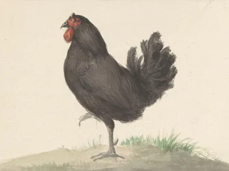 Stående svart høne (1775-1833)