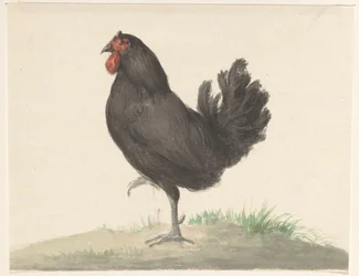 Stående svart høne