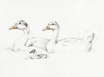 To gjess med en unge (1775–1833)