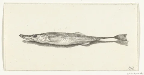Vis
