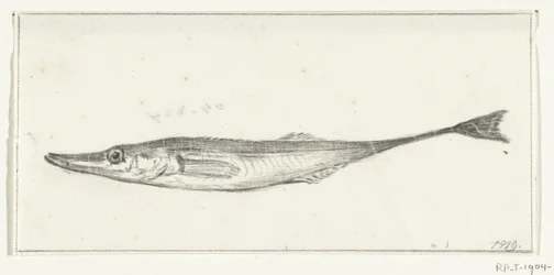 Vis