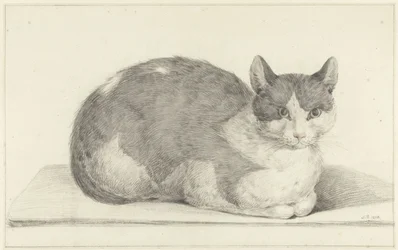 Sittende katt, til høyre