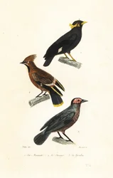 Hill myna, bohemsk voksvinge og coleto.