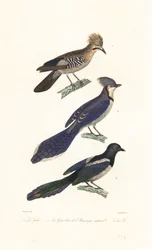 Jay, blue jay og skjære.