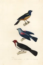 Turkis tanager, blågrå tanager og rødhåret kardinal.