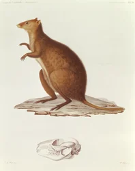 Wallabyen eller den korthalede kenguruen (Setonix brachyurus), illustrasjon fra Voyage de la Corvette l