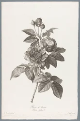Franse roos Rose de Provins / Rosa Gallica L. (title on object) Fleurs dessinées d