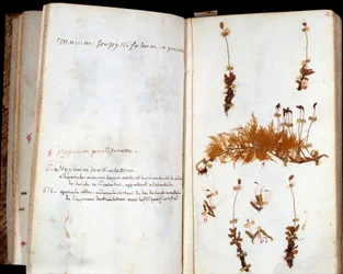Sider av herbariet til Jean Jacques Rousseau (1712-1778), forfatter og filosof av Lumieres, blader og blomster med manuskriptkommentarer