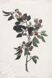 Blomster- og fruktsamling: Tidlige kirsebærgrener