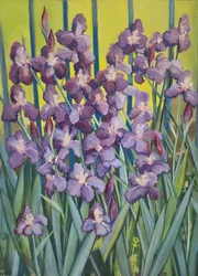 Lilla iriser, 2023 (pastell på papir)