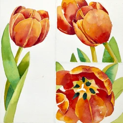 Tre tulipanstudier i en sikker, 2013 (akvarell)