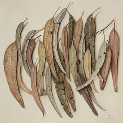 Eucalyptus Leaves, 2004 (wc på papir)