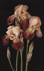 Irises, 2004 (wc på papir)