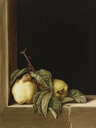 Quinces, 2005 (wc på papir)