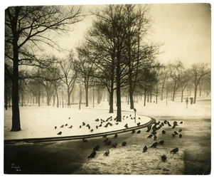 Vanlig med duer, Boston, USA, ca. 1902-10 (foto av gelatinsølv)