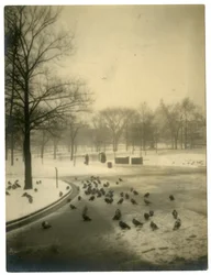 Vanlig med duer, Boston, USA, ca. 1902-10