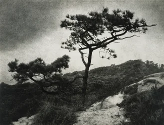 Berømte Torrey Pines