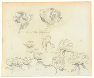 Blomsterstudier