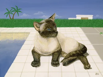 Siamese katt ved et svømmebasseng