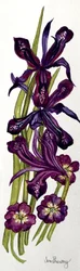 Iris og primula (akvarell)