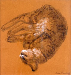 Sleeping Tabby Cat, 2005, (grafitt og hvit pastell)
