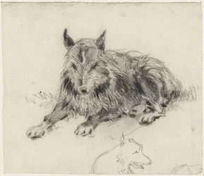 Tilbakelent fårehund