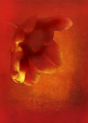 Blomst i rødt, digital fotokunst fra 2016)