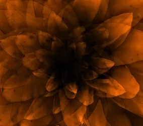 Blomsteroransje, 2016 (digitalt kunsttrykk)