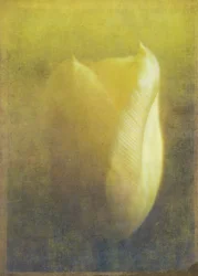 Tulip, 2015 (digital fotokunst)