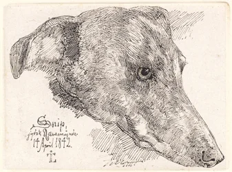 Dansk: Hundehoved, Snip