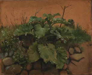 En burdock og andre planter på en steinmur